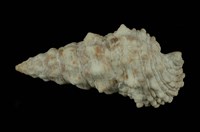 藏品(棘蟹守螺)的圖片